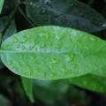 Grapefruit Leaf